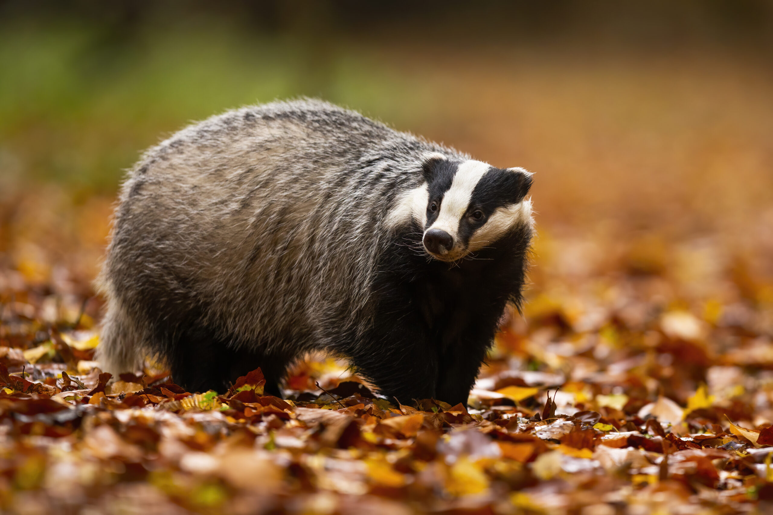 WUID.SCHUTZ Dachs im Herbstlichen Umfeld