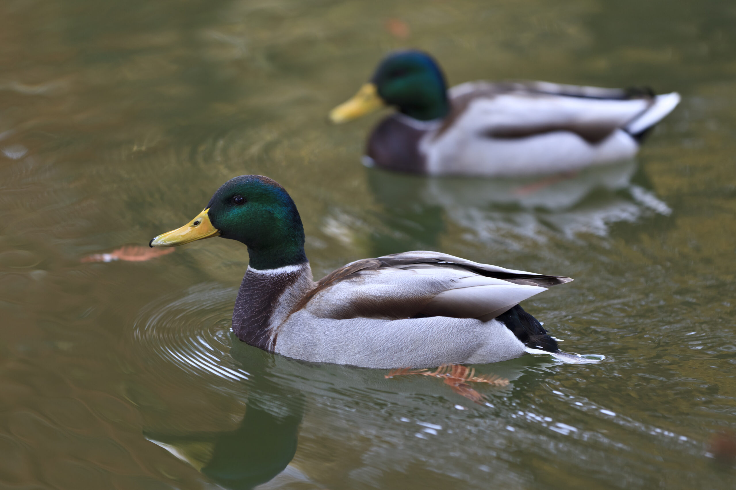 WUID.SCHUTZ Stockenten Erpel beim Schwimmen